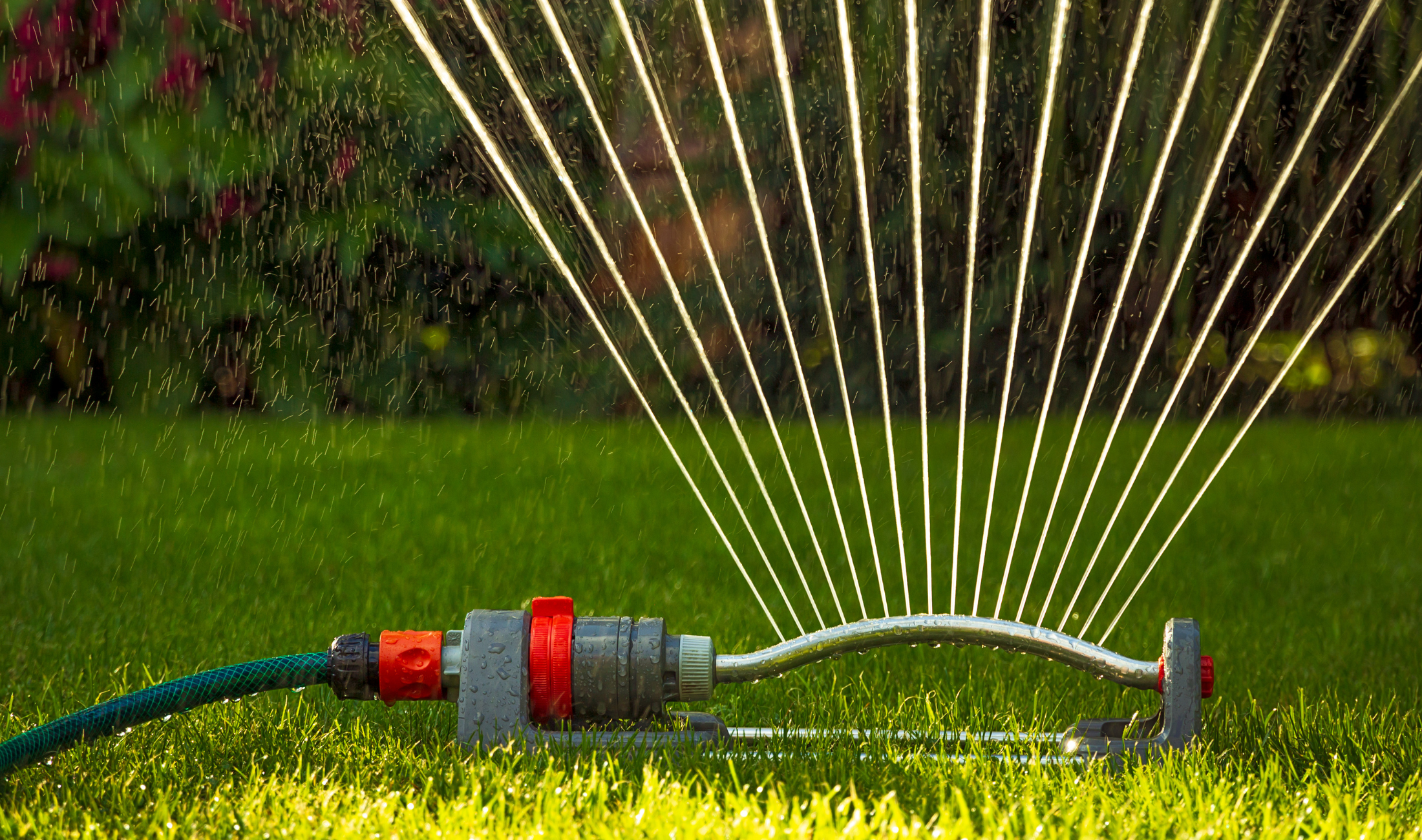 A sprinkler watering a lawn.