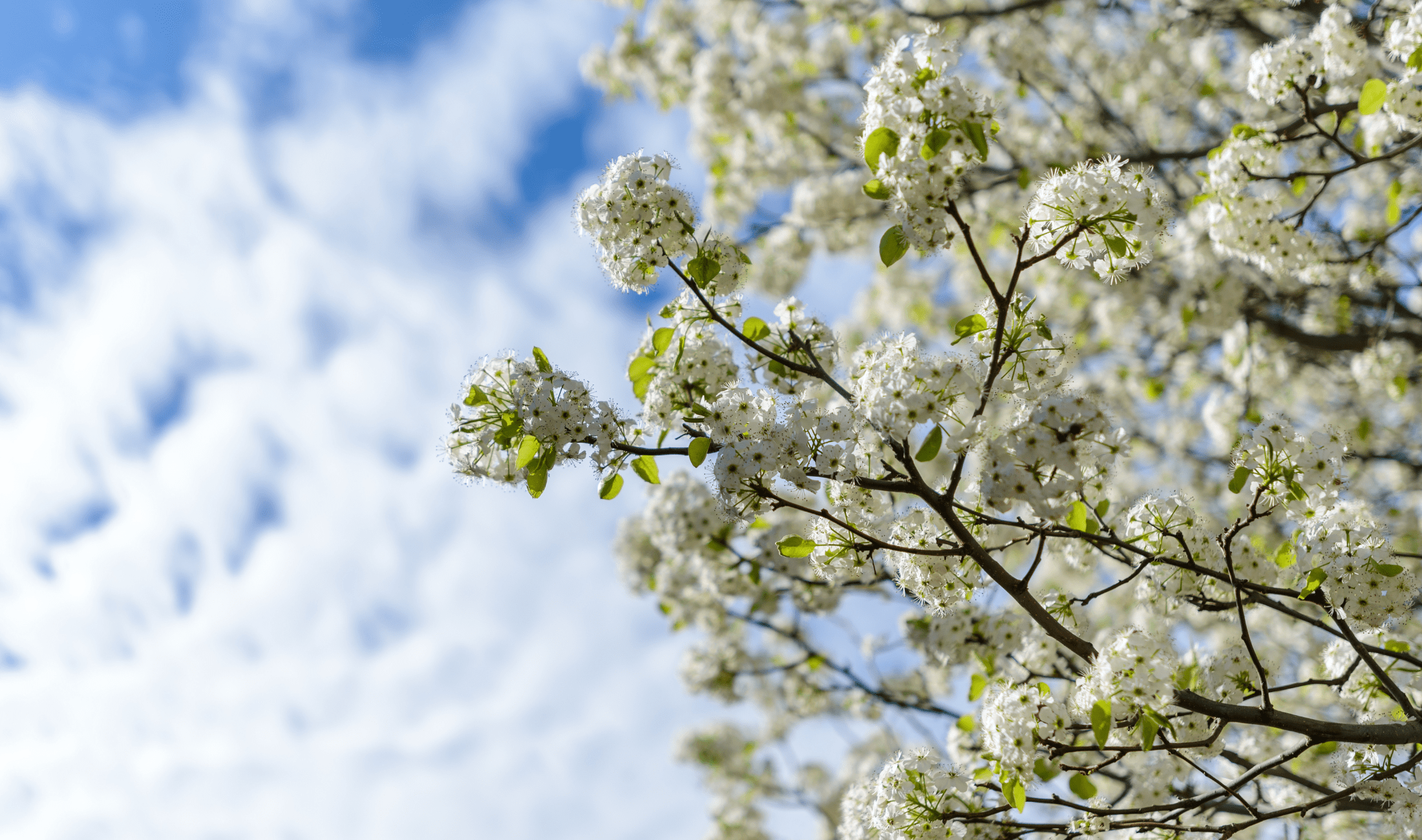 A close view of some Bradford pear tree branches.
