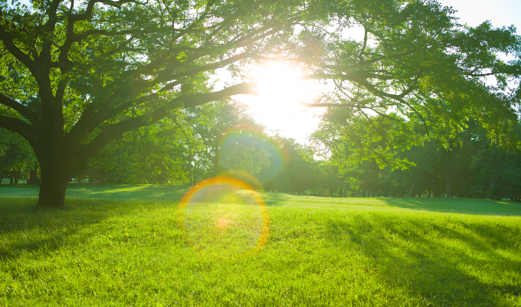 A grassy field lit up by sunshine.