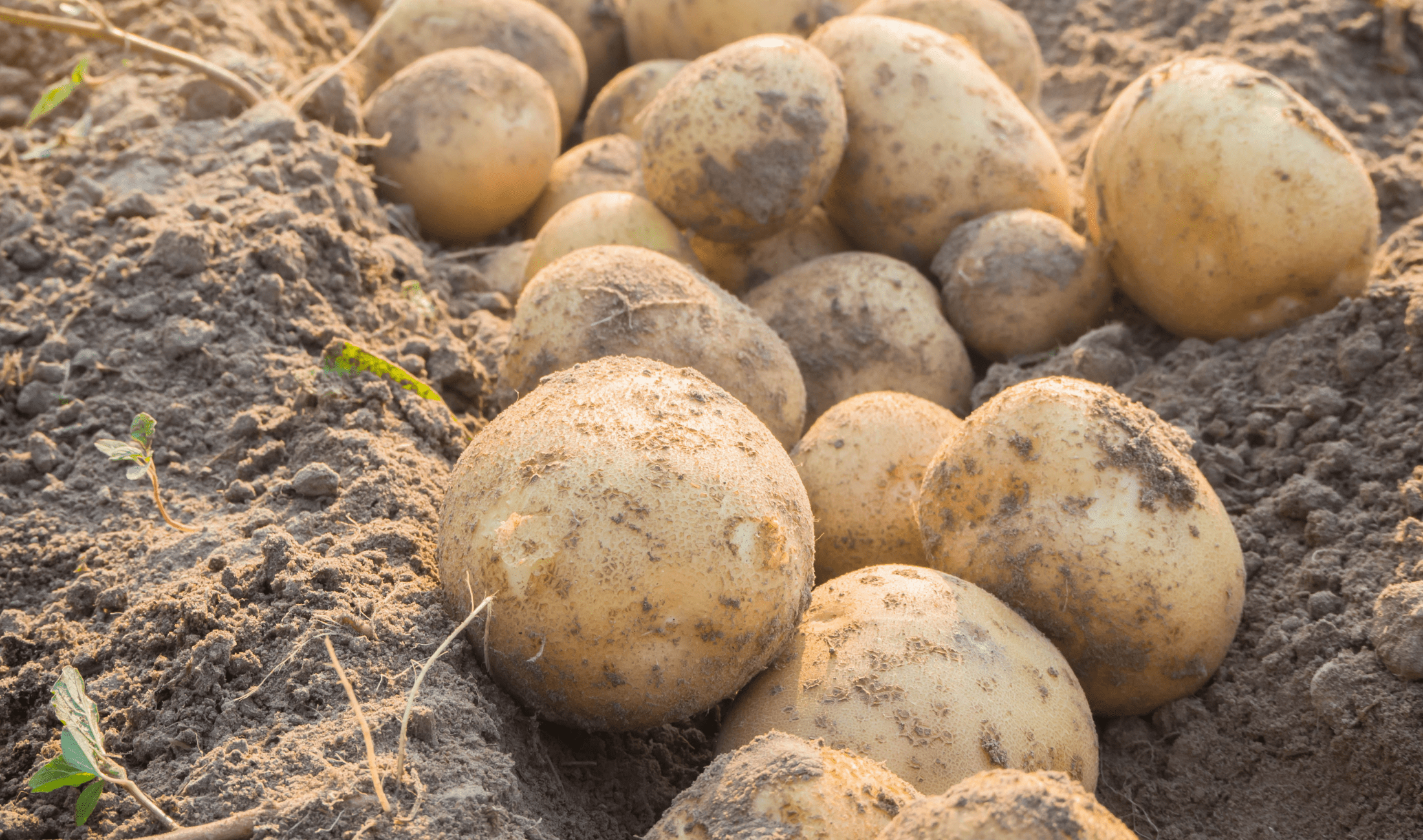 A bunch of potatoes in the dirt.