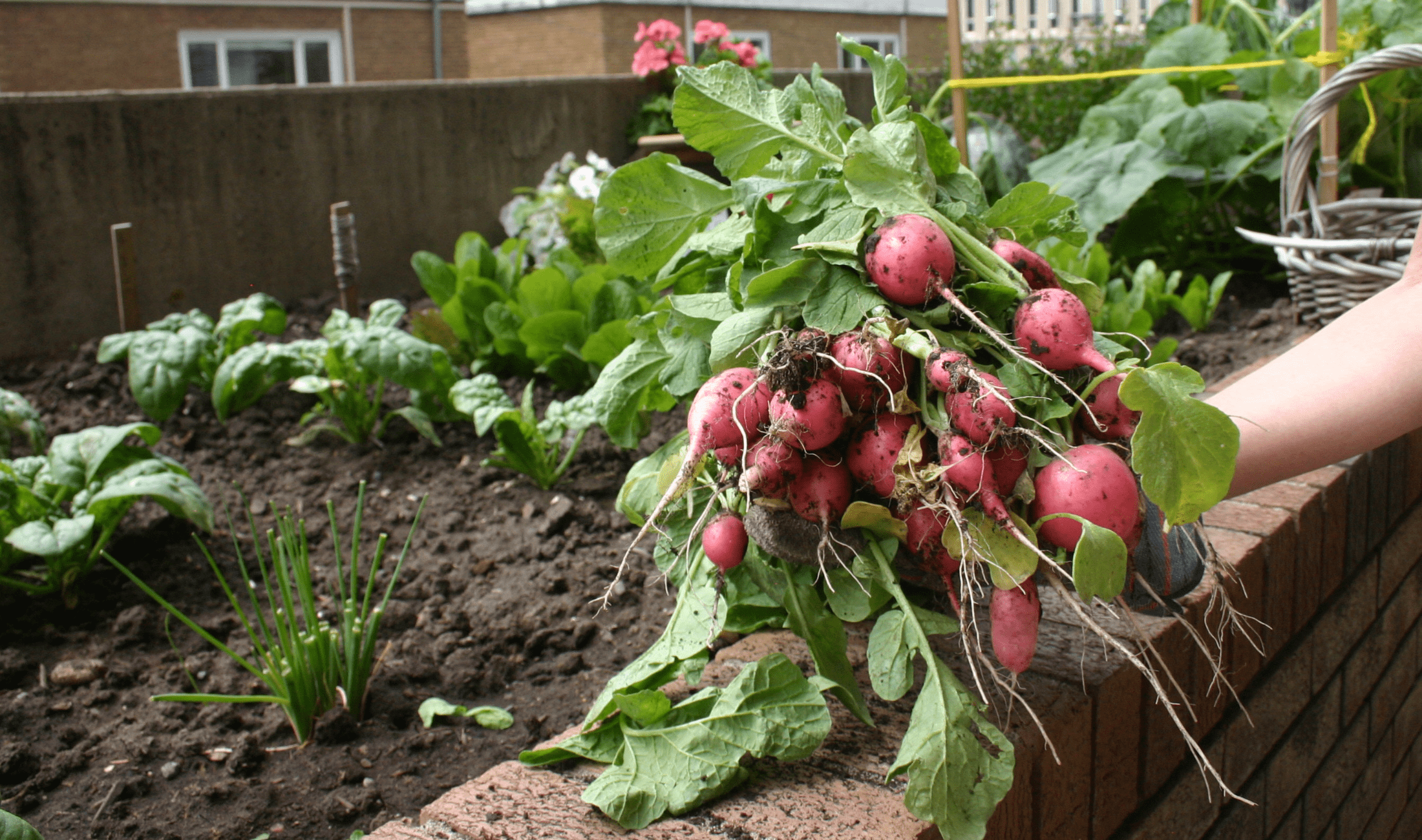 A person holding a bunch of radishes they pulled from their garden.