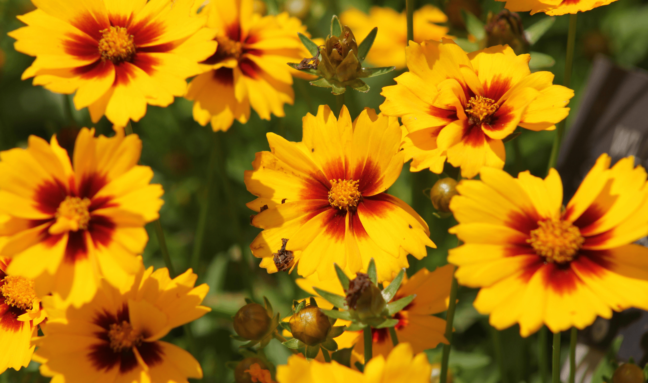 A bush of Coreopsis.