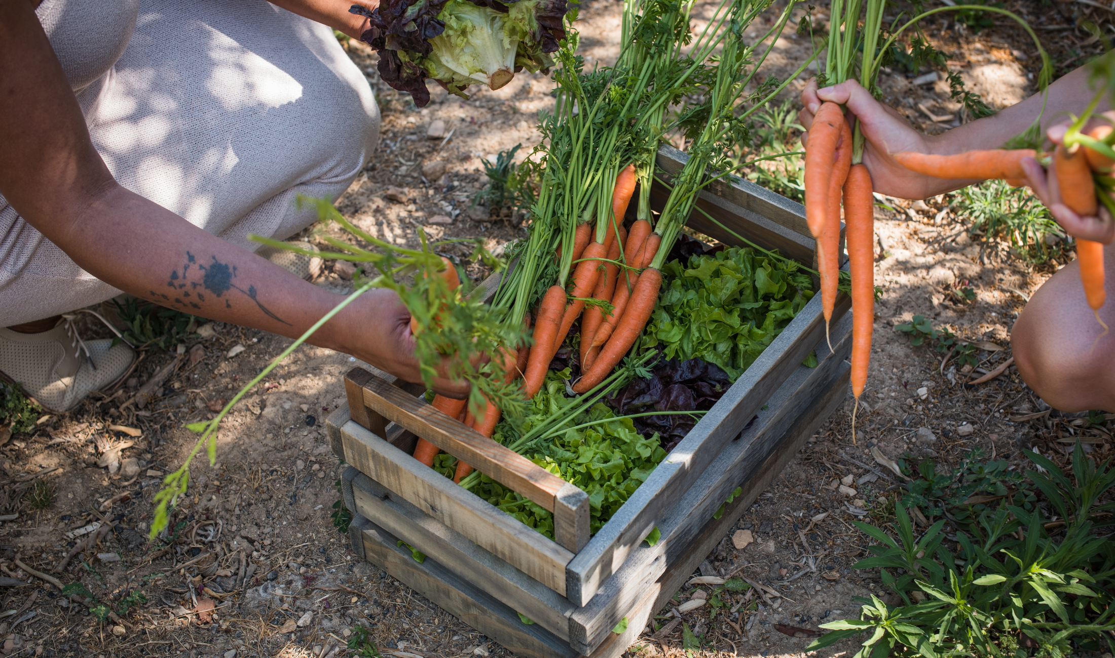 A person holding a bunch of carrots they pulled from their garden.