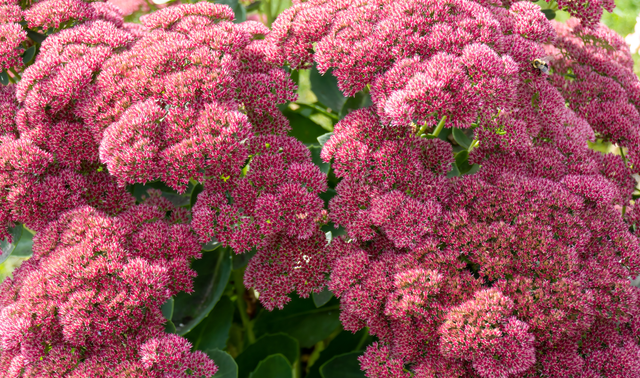 A large Sedum bush.