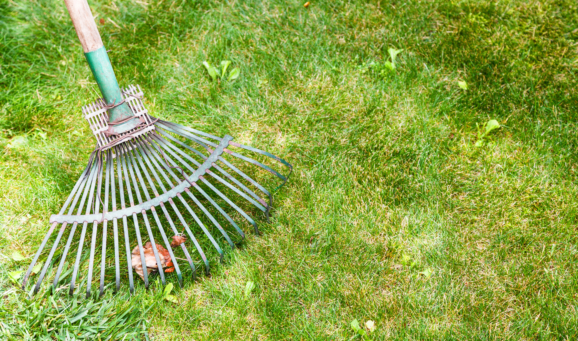 A rake being used on some grass.