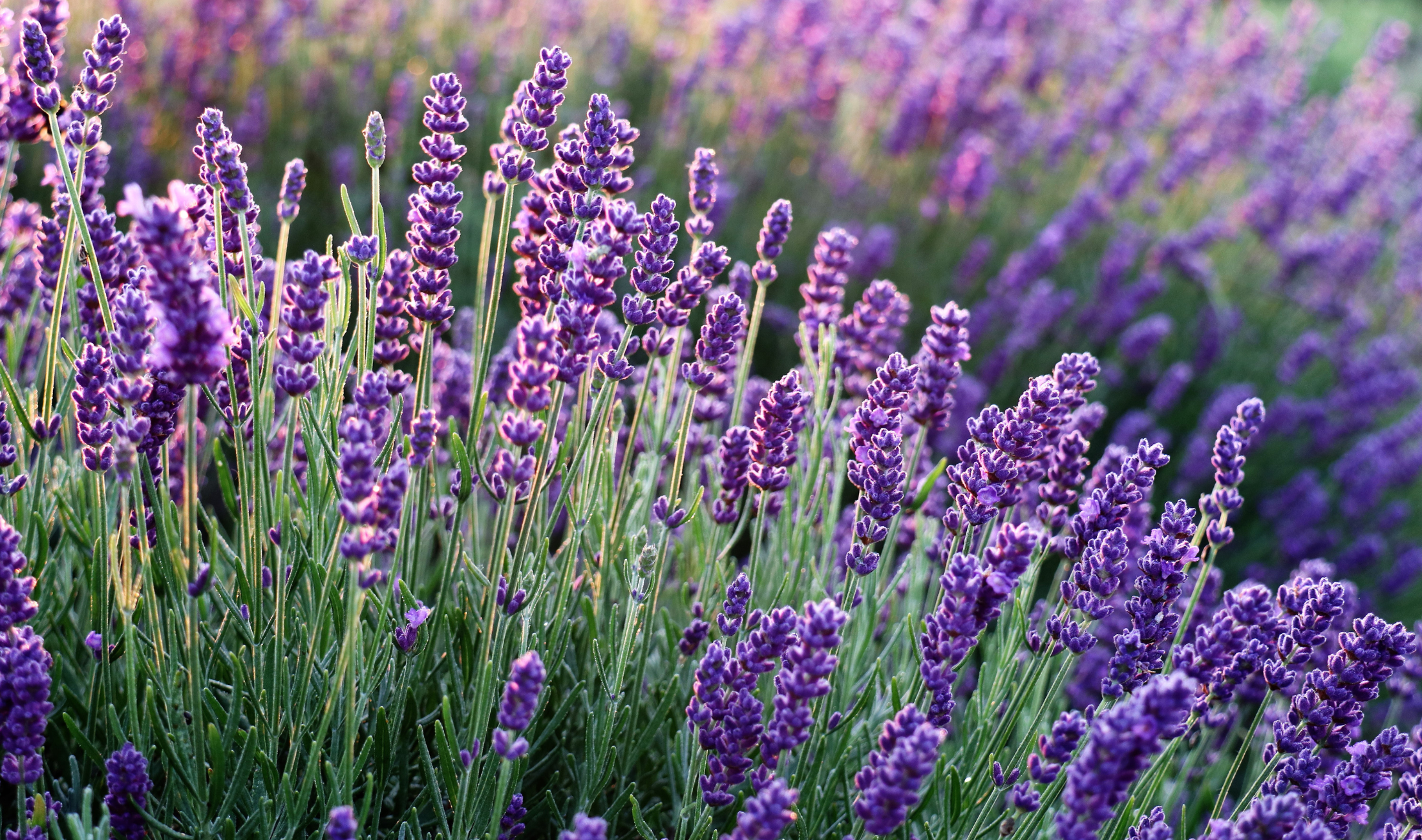 A close shot of a bush of lavender.