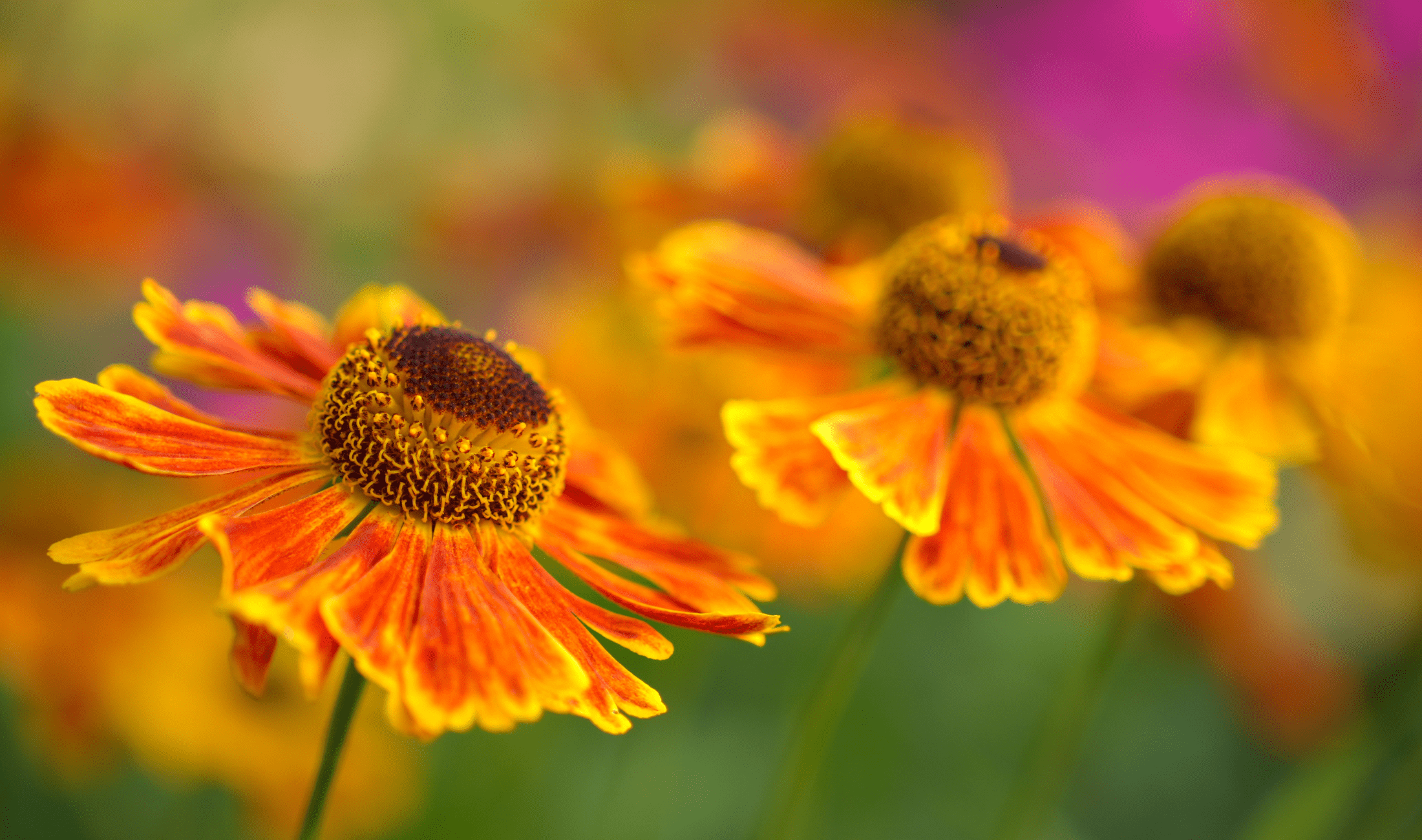 A closeup of two Helenium.