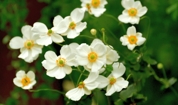 A bunch of Japanese Anemone.
