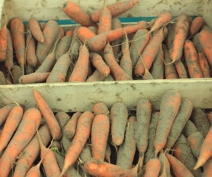 A large load of carrots in a box covered in sand.