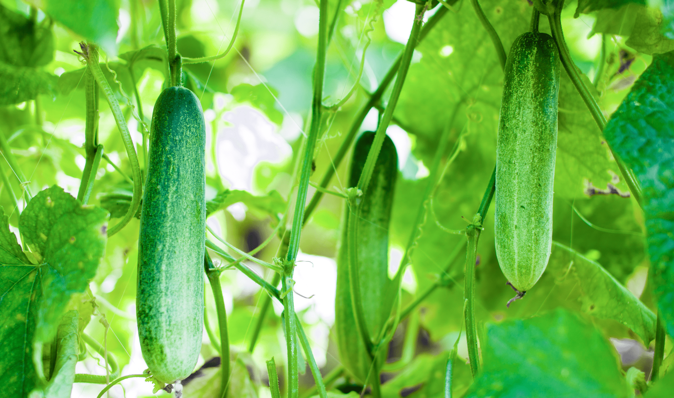 Cucumber plants.