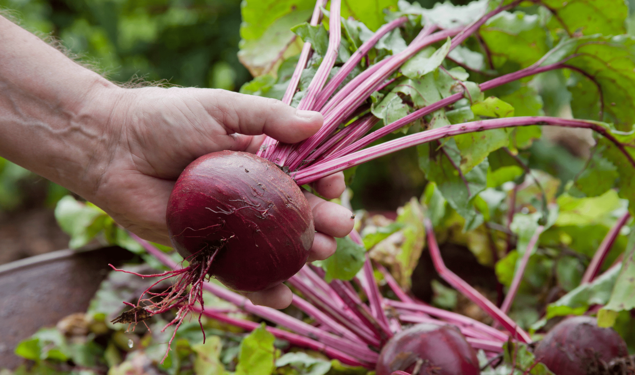 A person holding up a beet they picked from their garden.