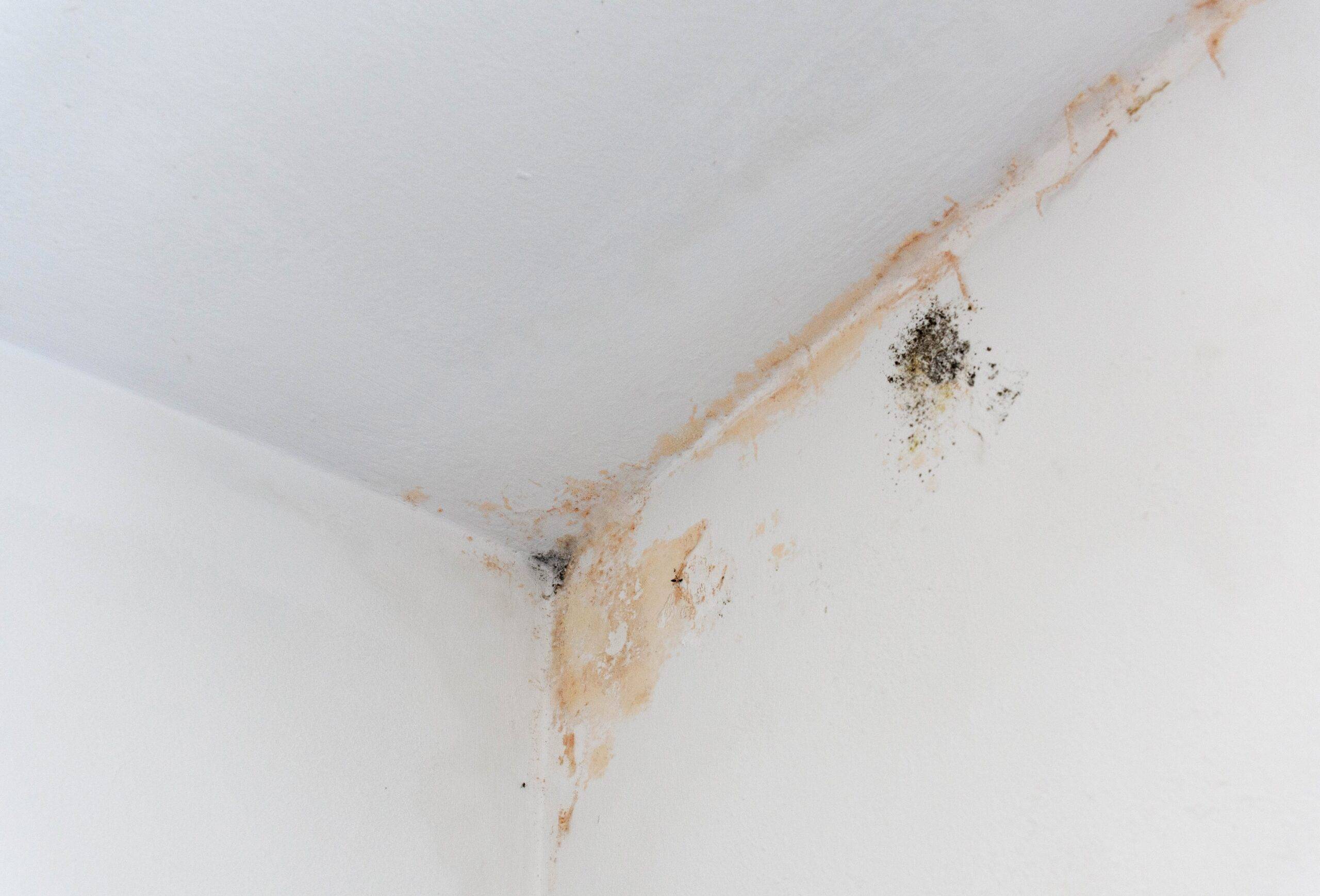 The upper corner of a wall with obvious moisture damage and black mold growing.