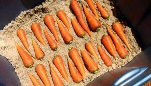 This Type Of Vegetable Is Best Stored In Sand