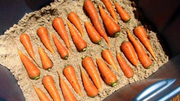 Carrots organized neatly in a bin full of sand.