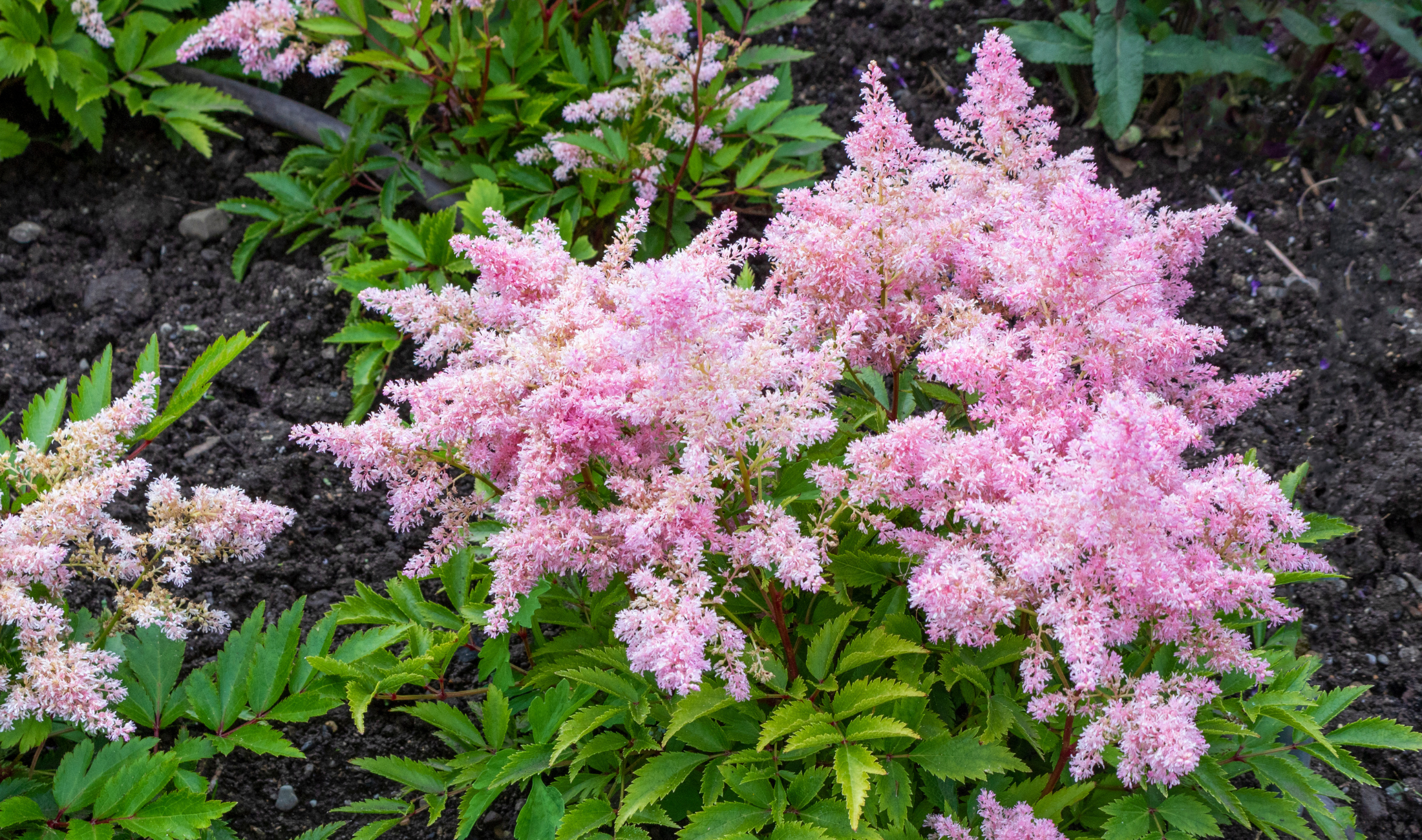 A bush of Astilbe flowers.