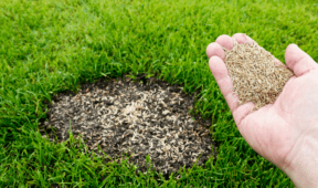 Late-Summer Is Actually The Best Time To Overseed Your Lawn