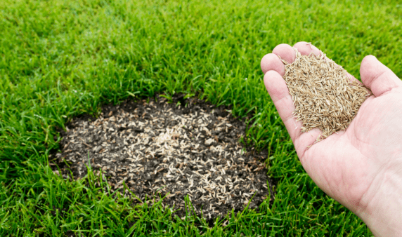 A hand holding grass seed next to a stark bare patch in a lawn.