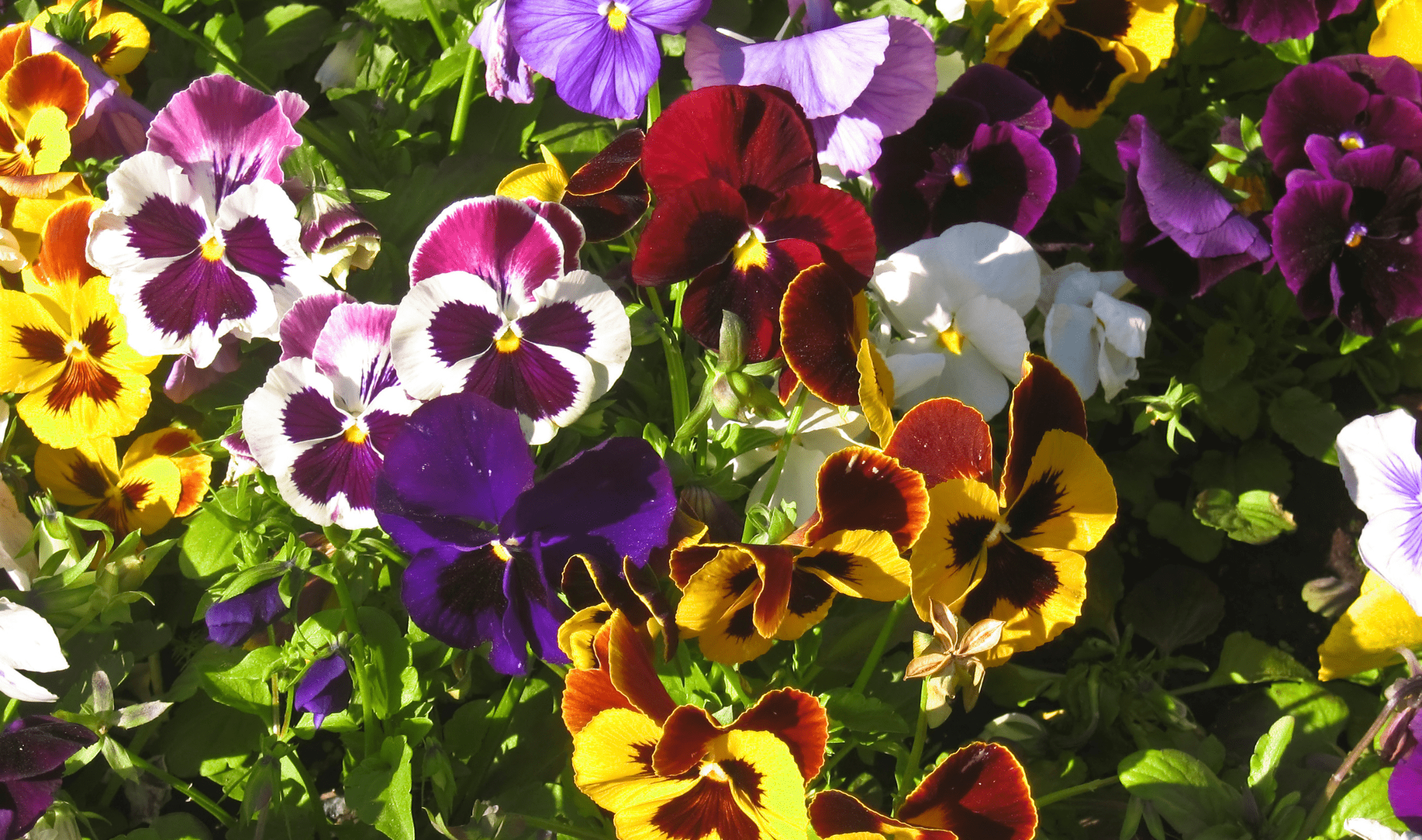 A bushel of pansies.