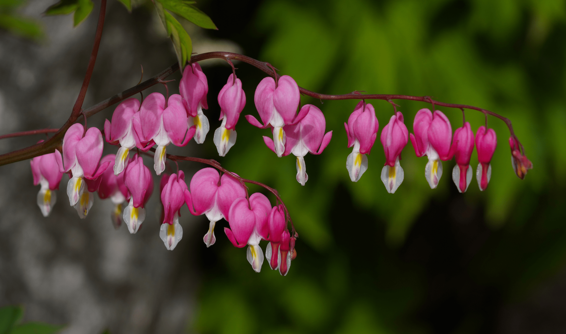 A close photo of a branch of bleeding heart flowers.
