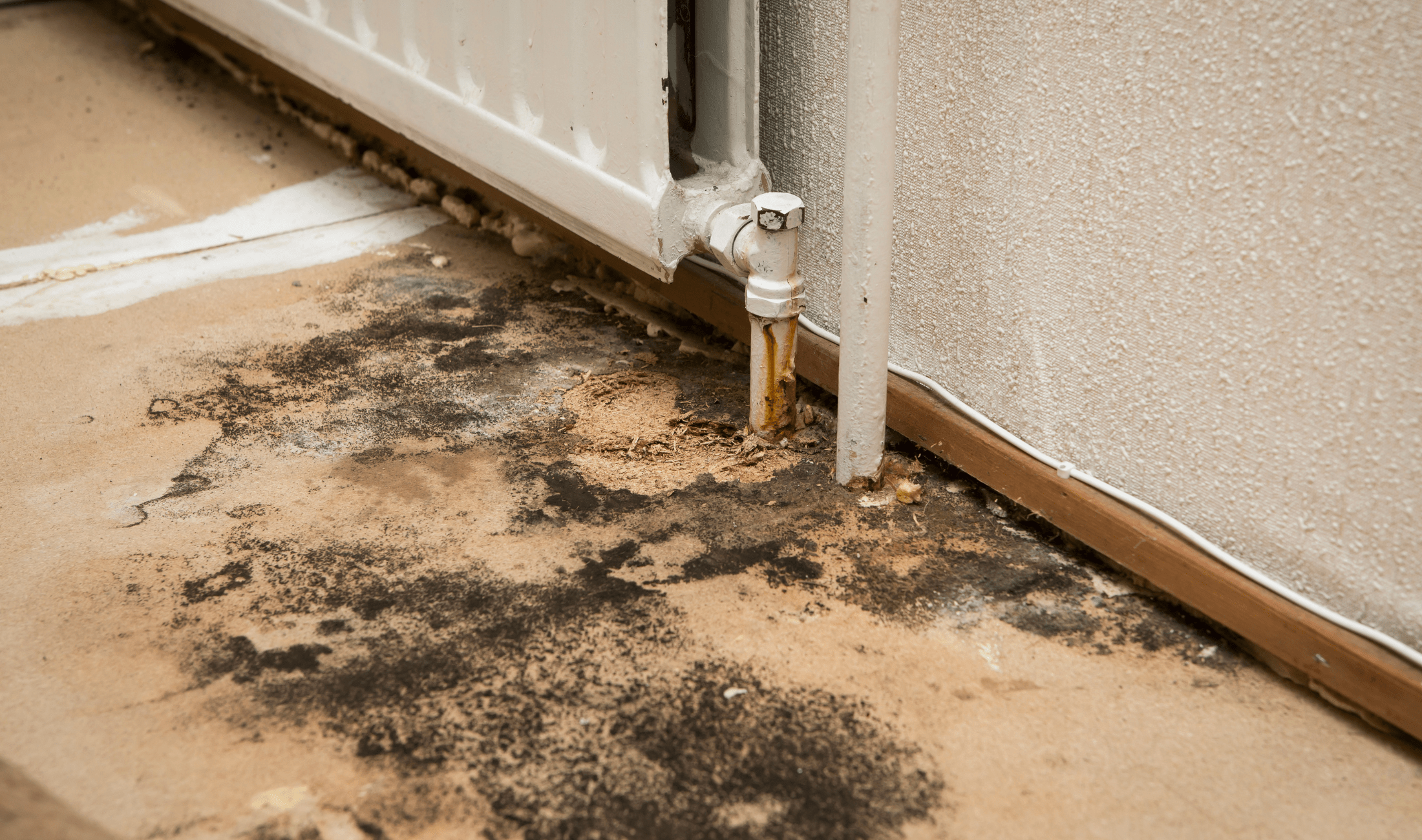 A moldy floor beneath a radiator.