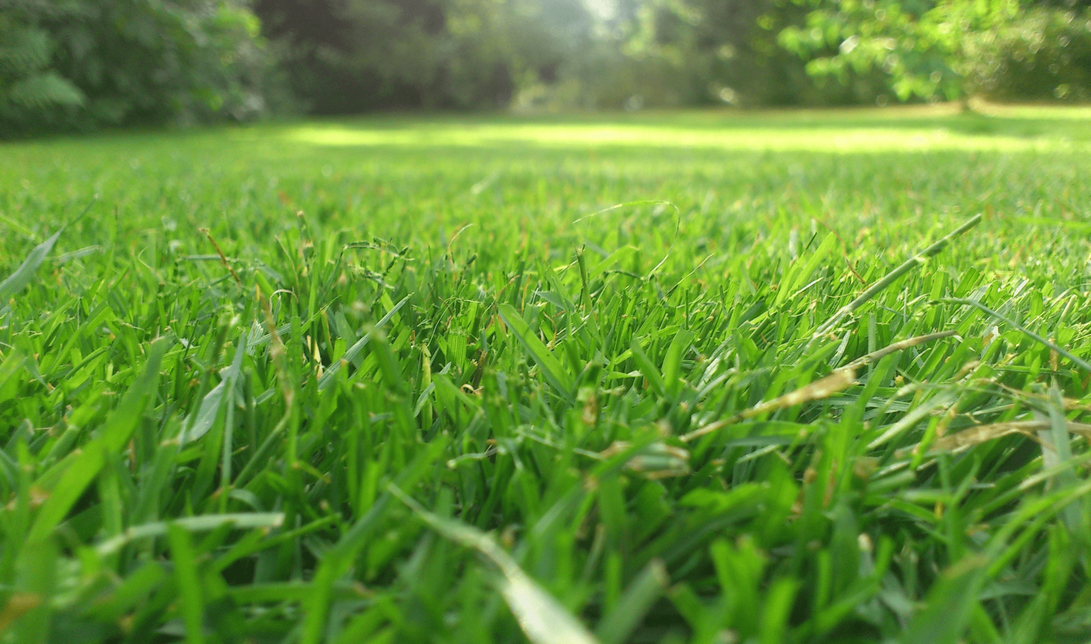 A low, close photo of a green lawn.
