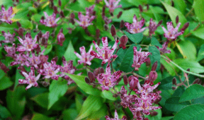 The 8 Best Flowers That Grow In The Shade