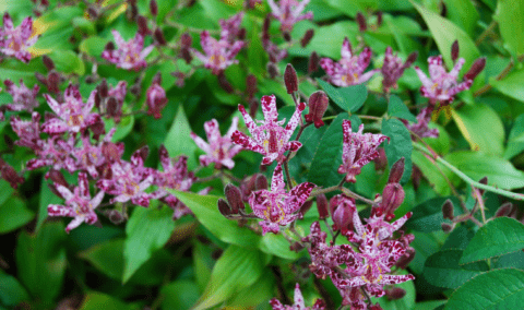 A bushel of Toad Lily plants.