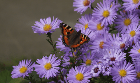 A bushel of asters with a butterfly on them.