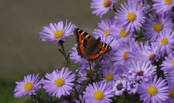 A bushel of asters with a butterfly on them.