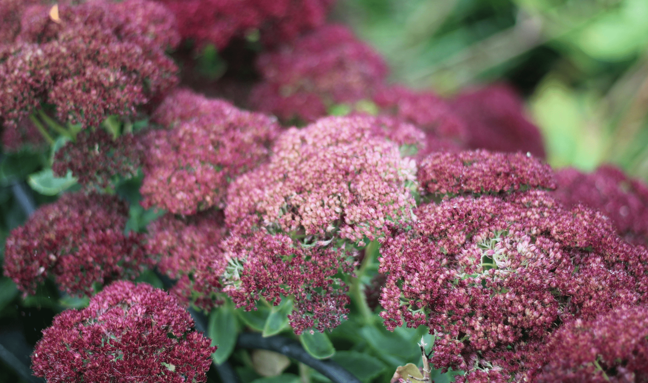 A bushel of sedum.