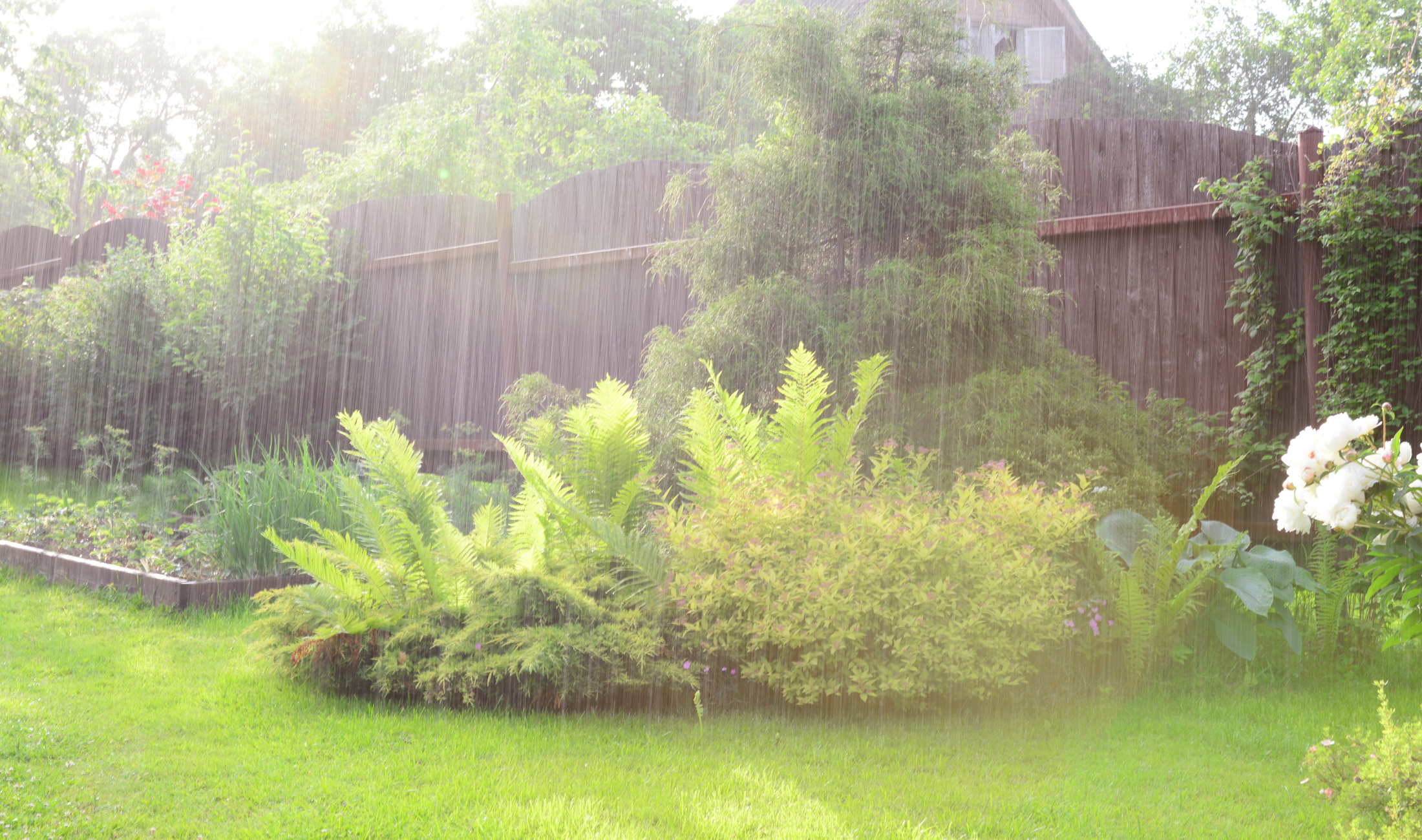 A home's garden as it's raining.