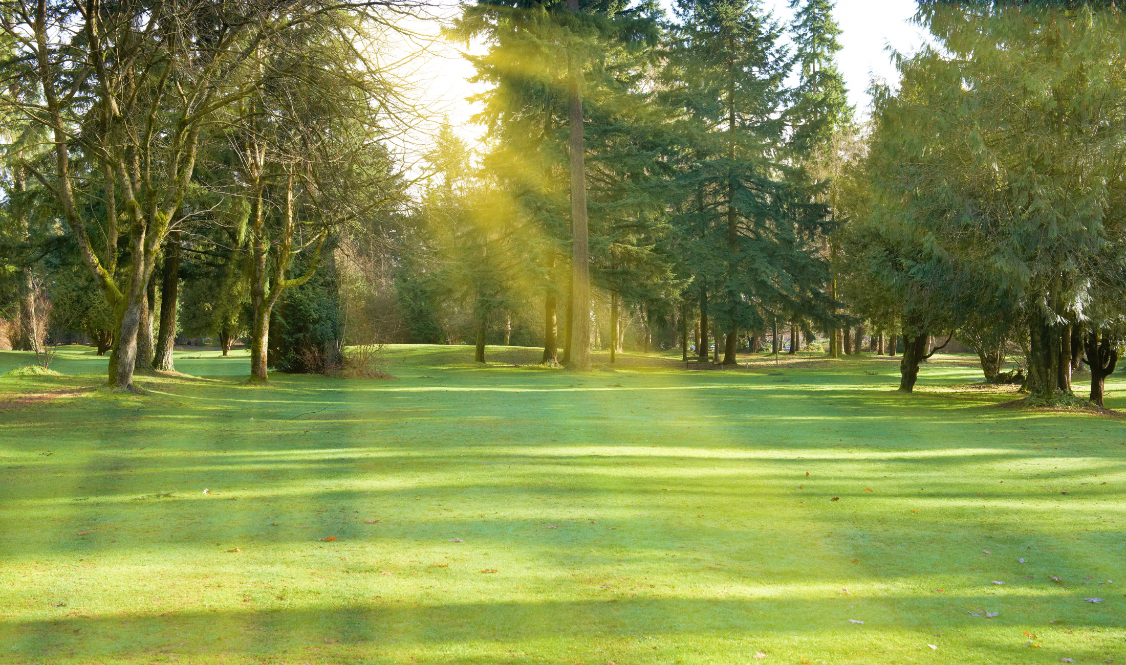 A park with sun and sunbeams shining down.