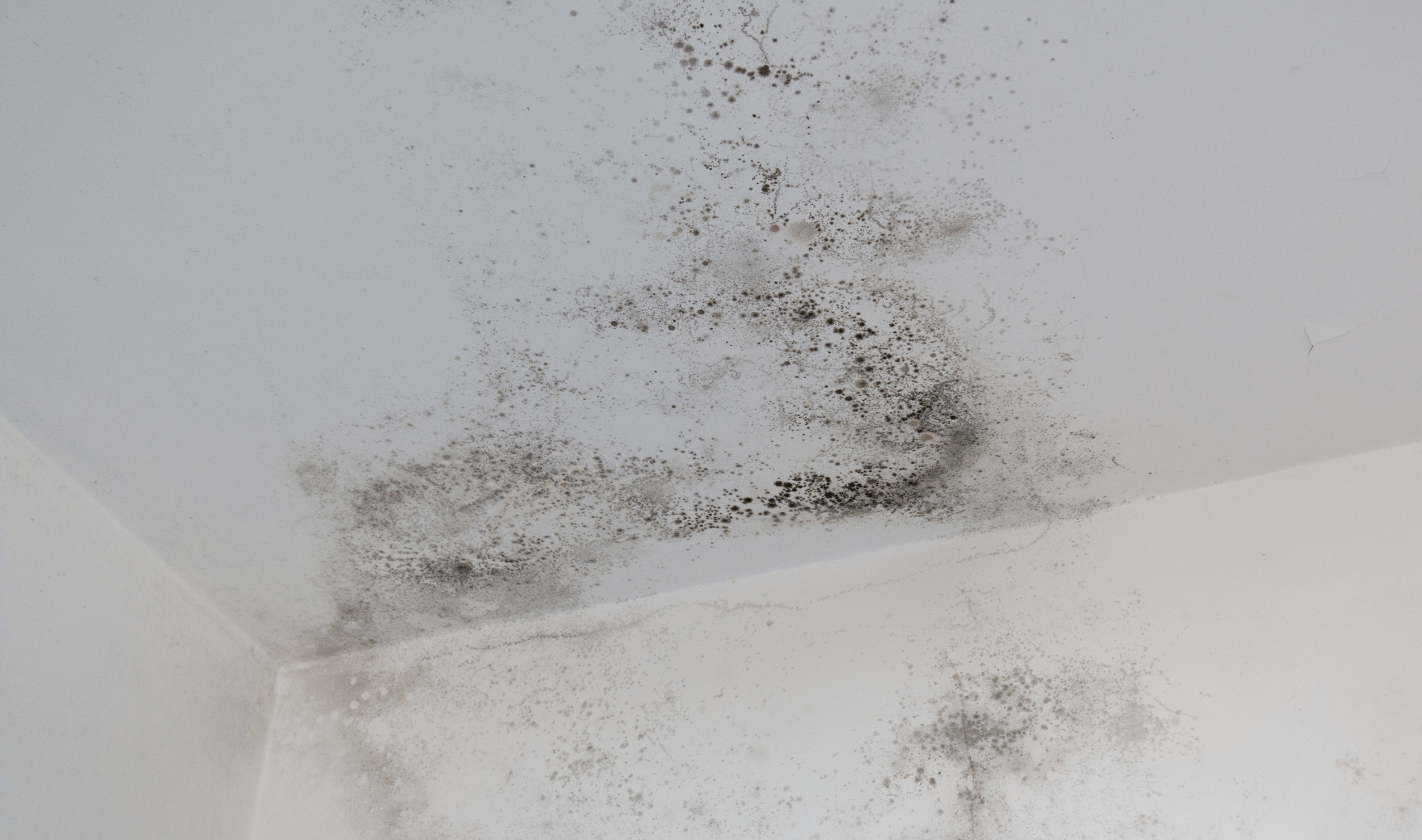 Mold growing on a ceiling.