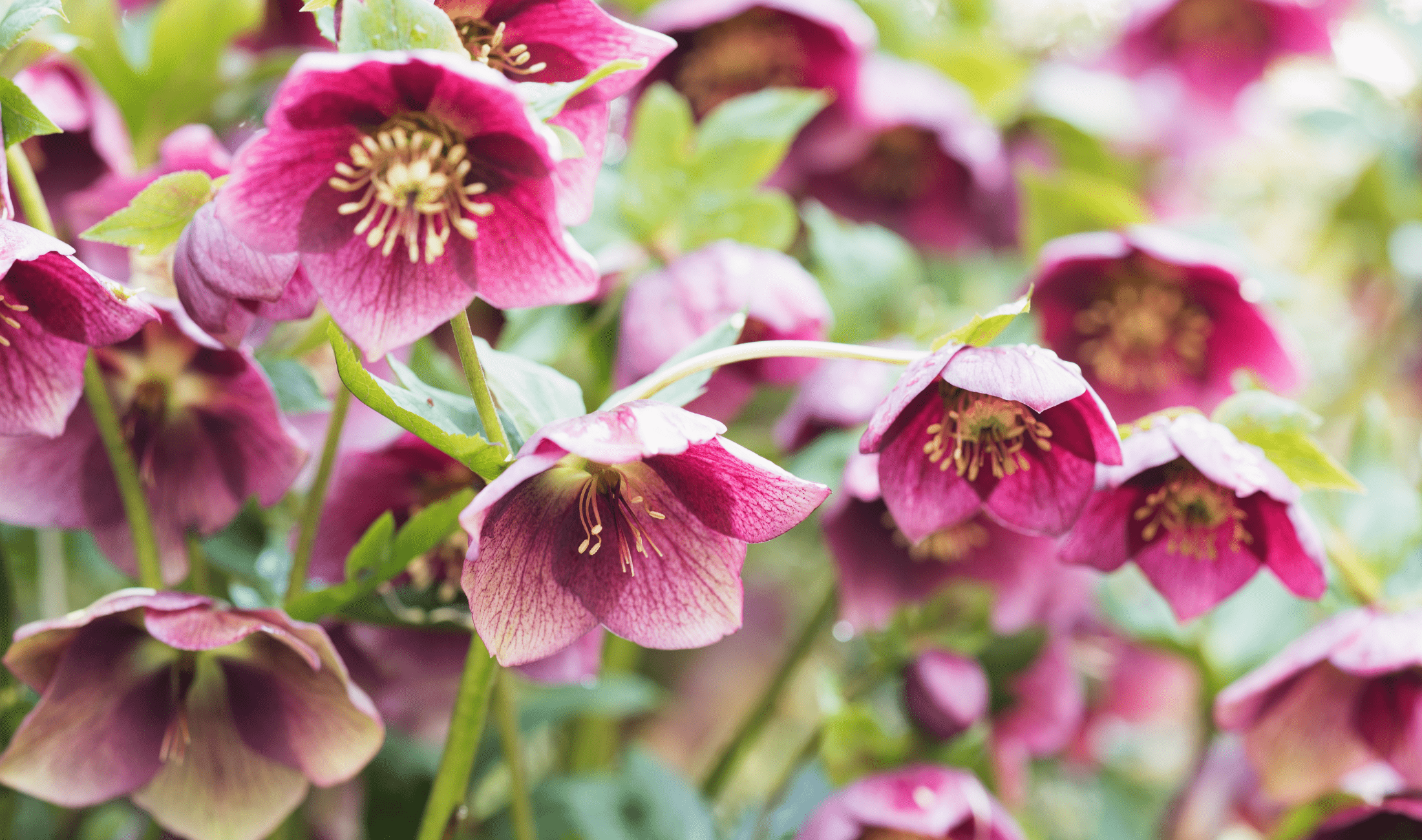 A close photo of some hellebore blossoms.