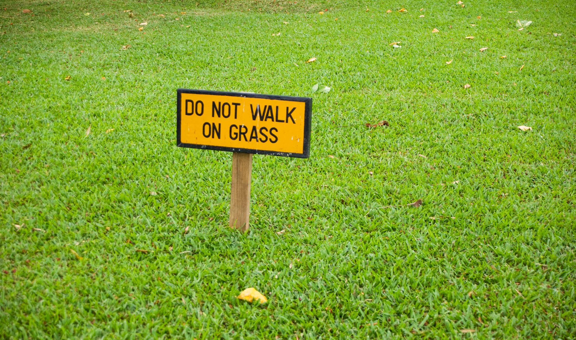 A lot of grass with a small sign that says "Do not walk on grass."