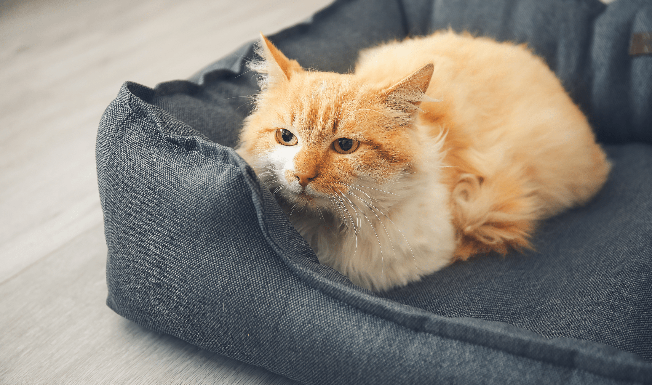 An orange and white long-haired cat laying down in a pet bed.
