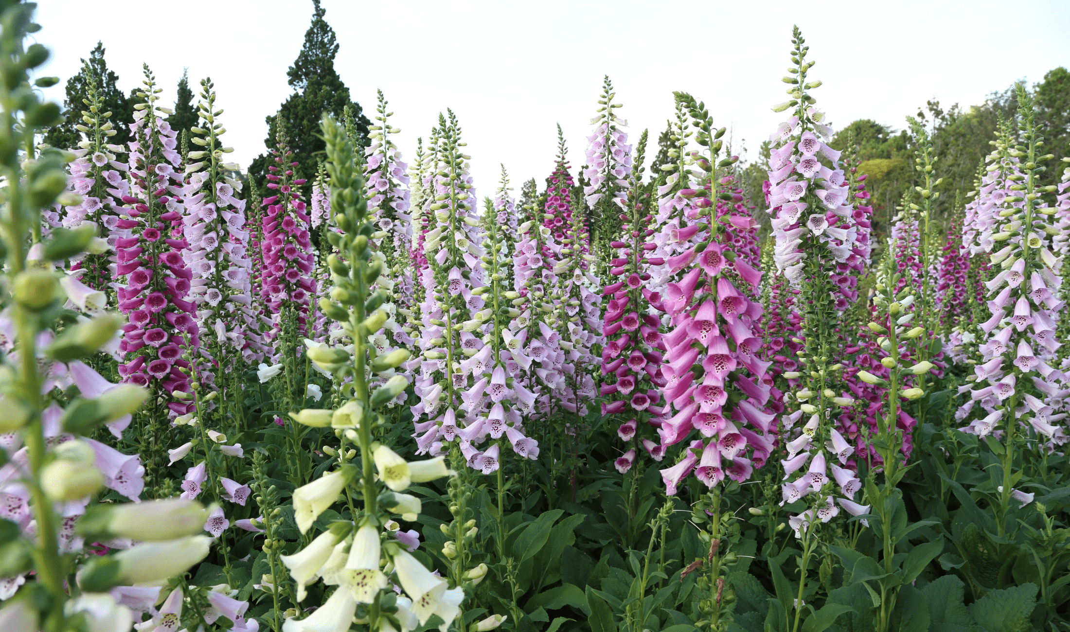Many foxglove plants in different colors.