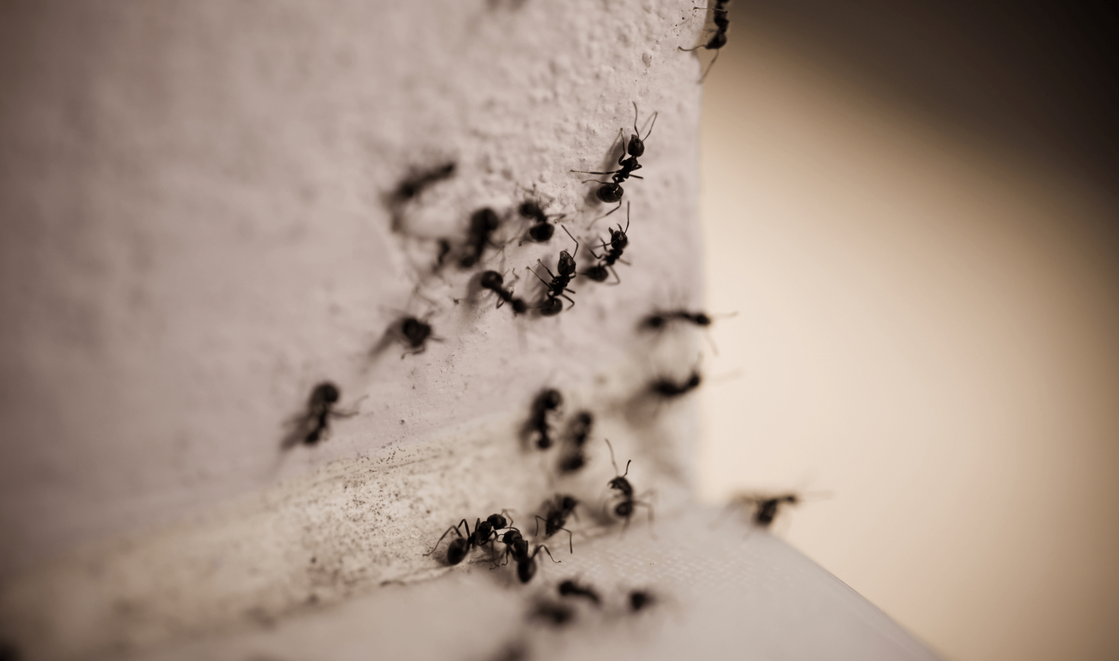 A closeup on a group of ants on a wall.