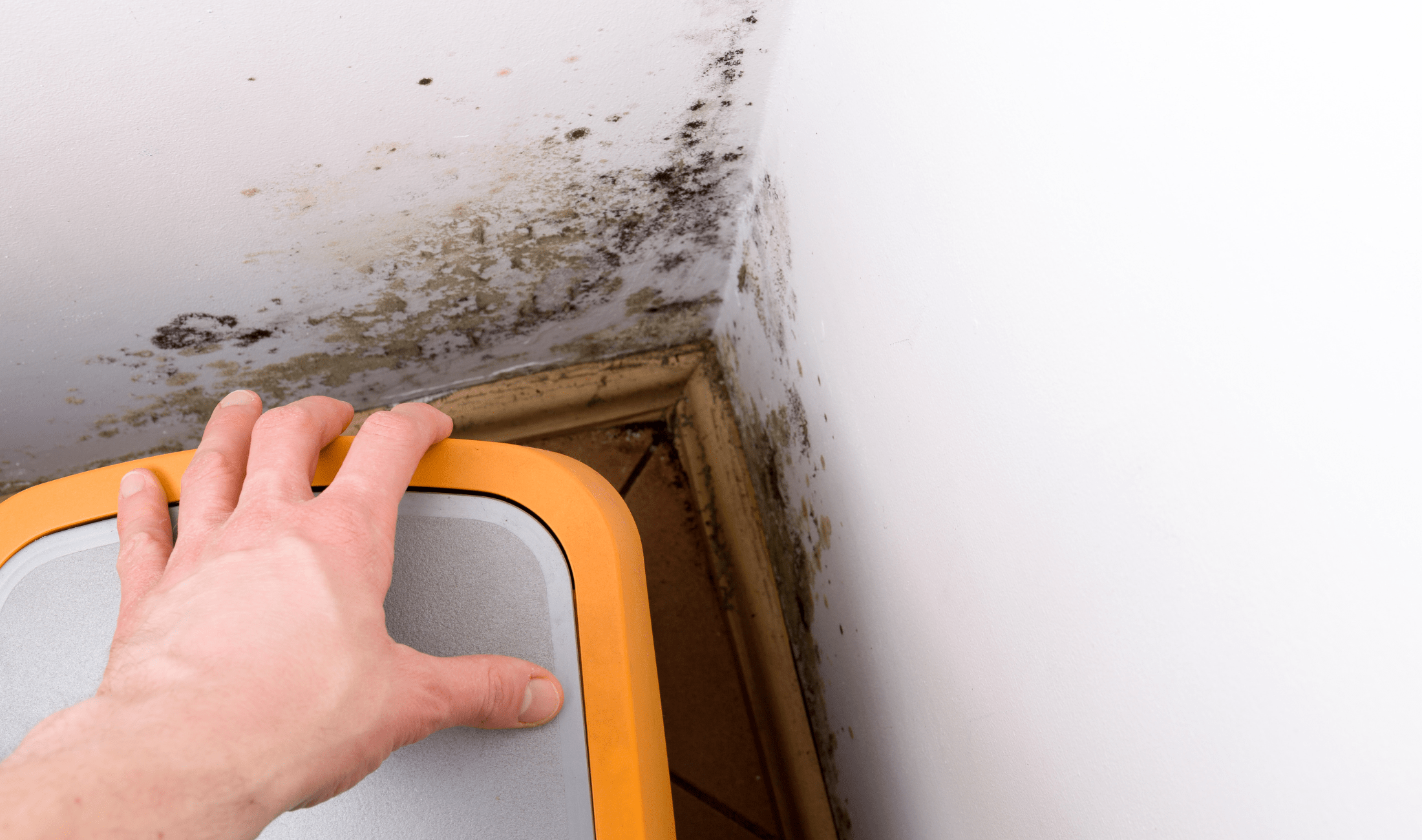 A person lifting a bin out of a corner to discover the mold on the wall behind it.