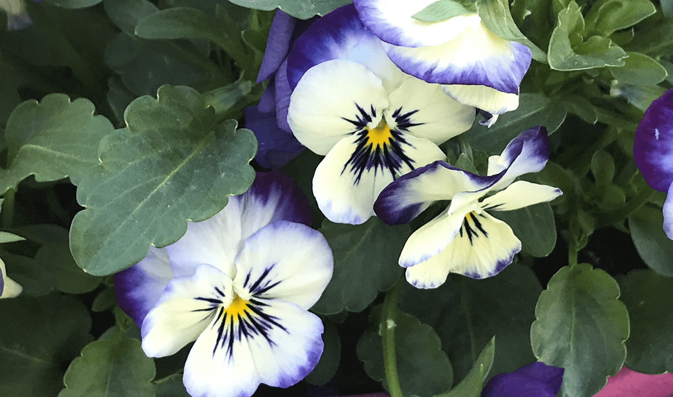 A few violas.