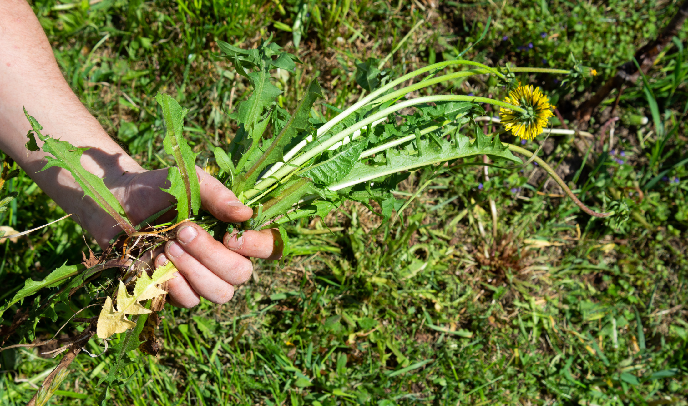 A hand holding a fistful of weeds.
