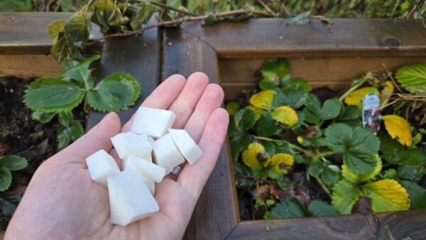 A cuppe dhand holding cubed pieces of soap above a garden bed.