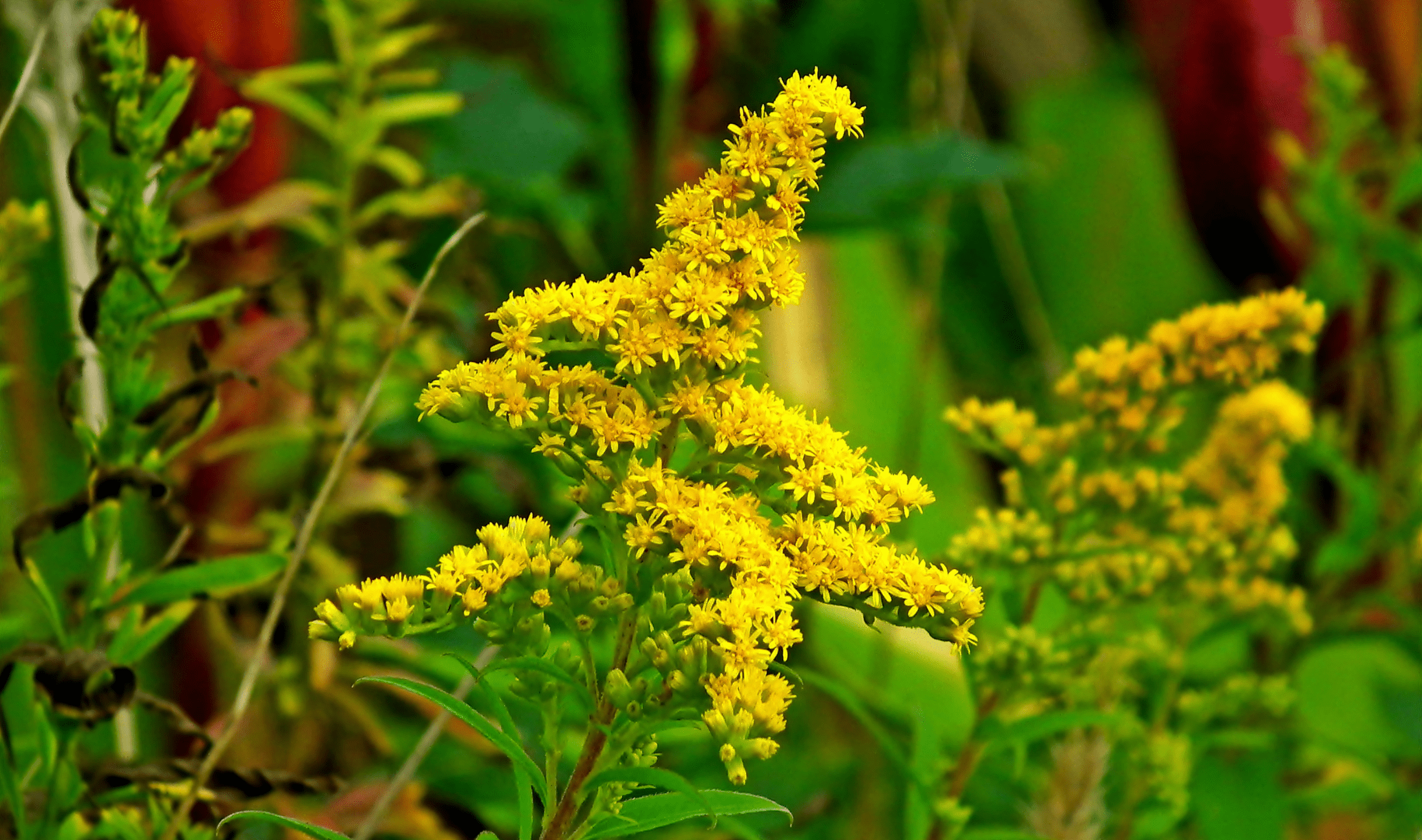Some goldenrod.