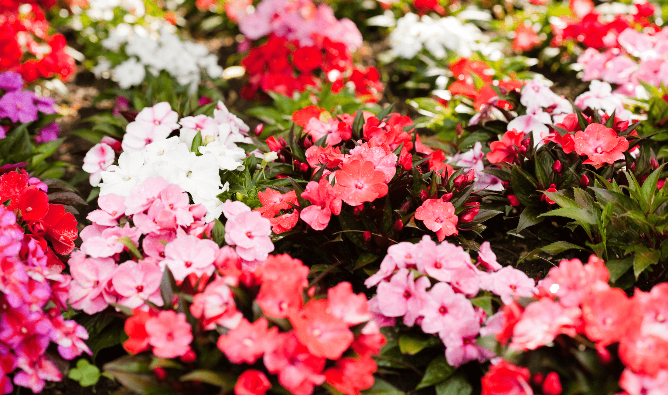 A large bush of impatiens in different colors.