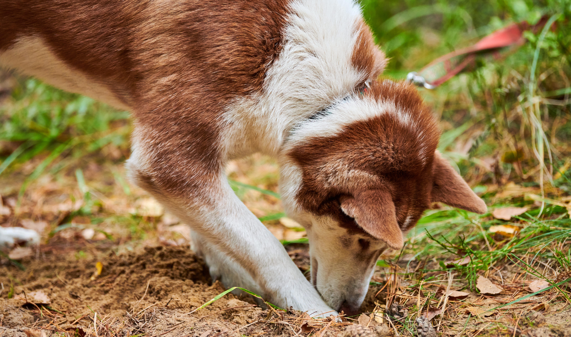 A brown and white husky digging a hole in the ground.