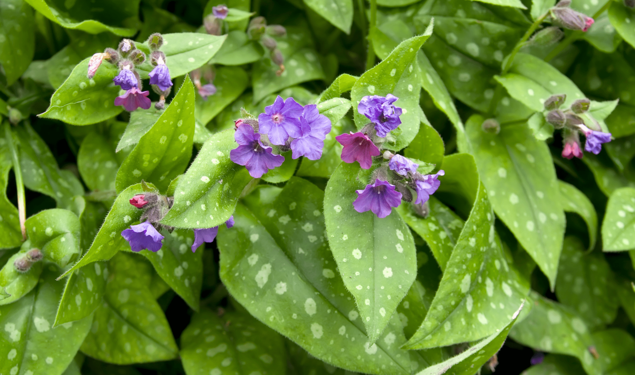 A close photo of Lungwort flowers and their speckled leaves.