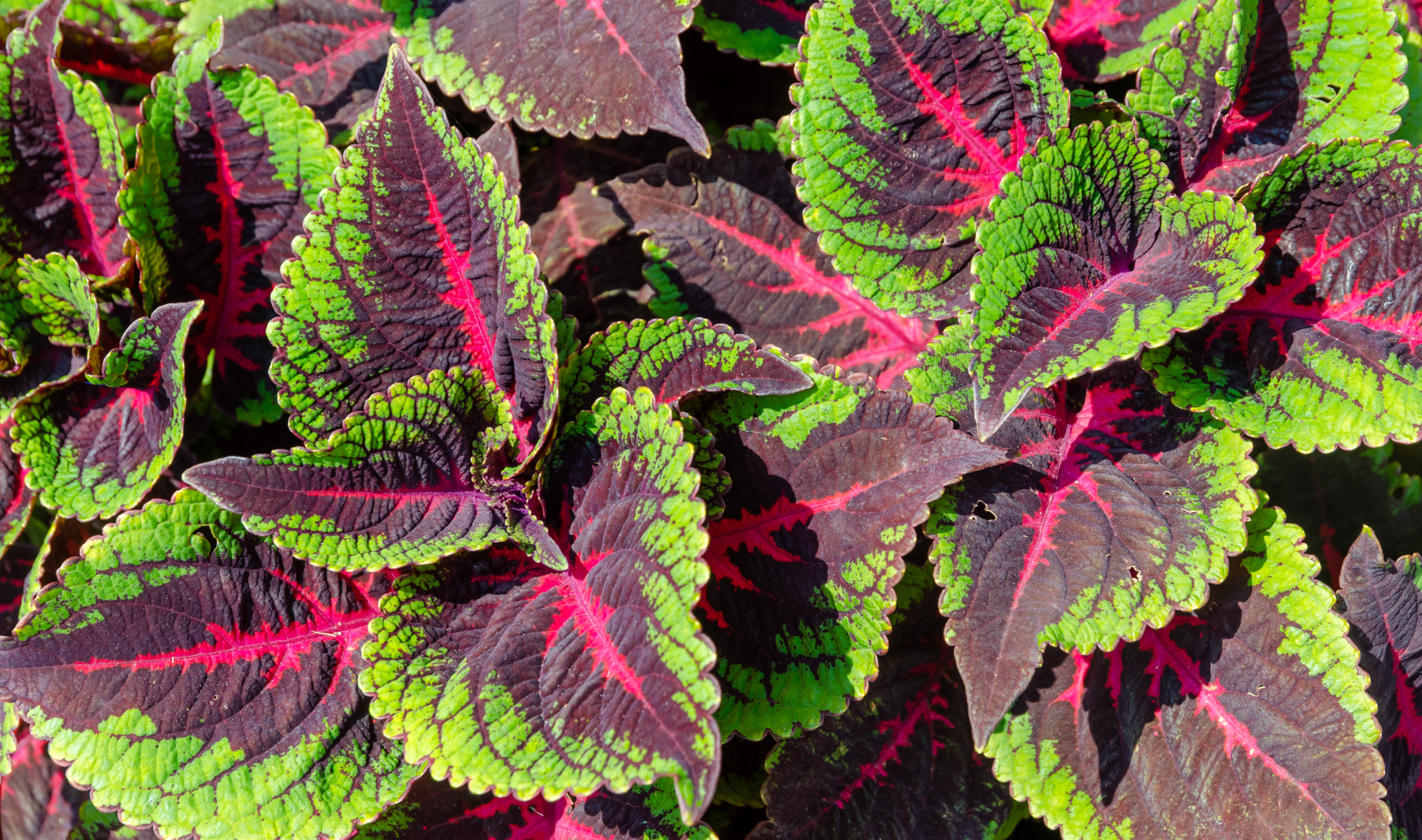 A close photo of some colorful Coleus leaves.