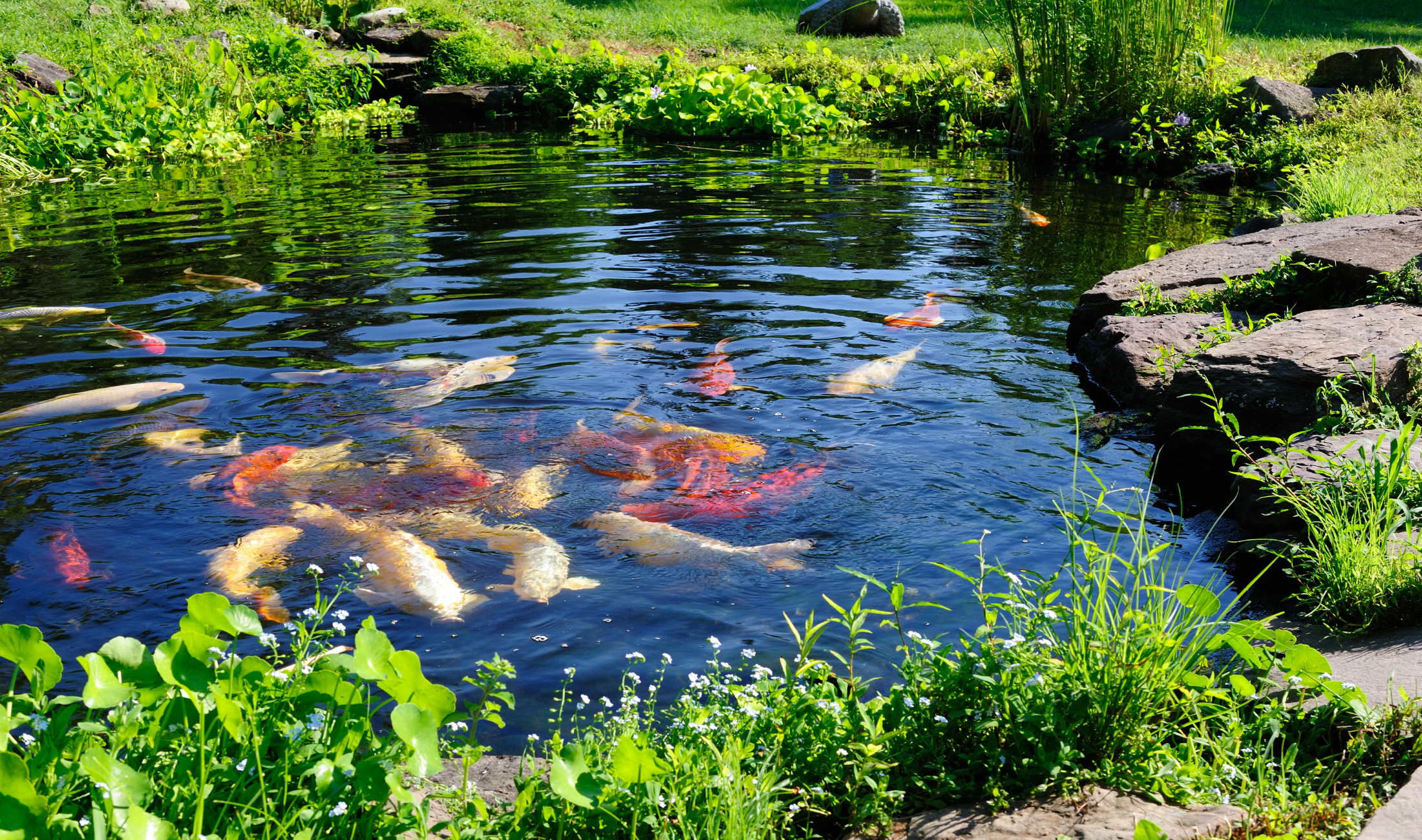 A close photo of an outdoor pond with koi fish in it.