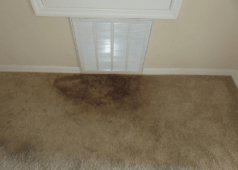 How To Get Mold Out Of A Carpet