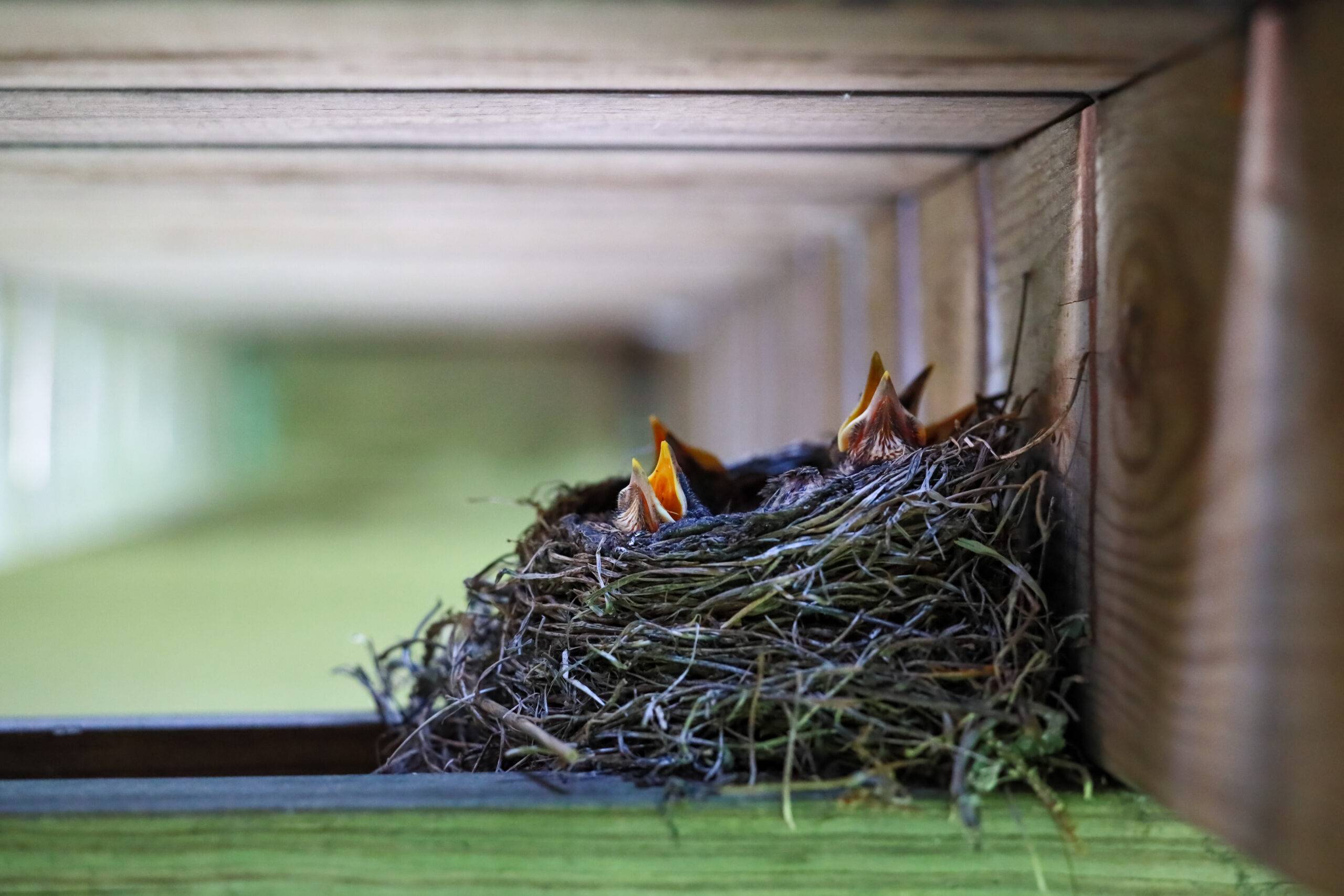 A nest tucked under some panelling with baby birds poking their head up over the edge.